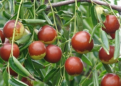 大棗干燥數(shù)據(jù)